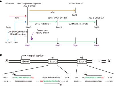 Application of a JEG-3 organoid model to study HLA-G function in the trophoblast